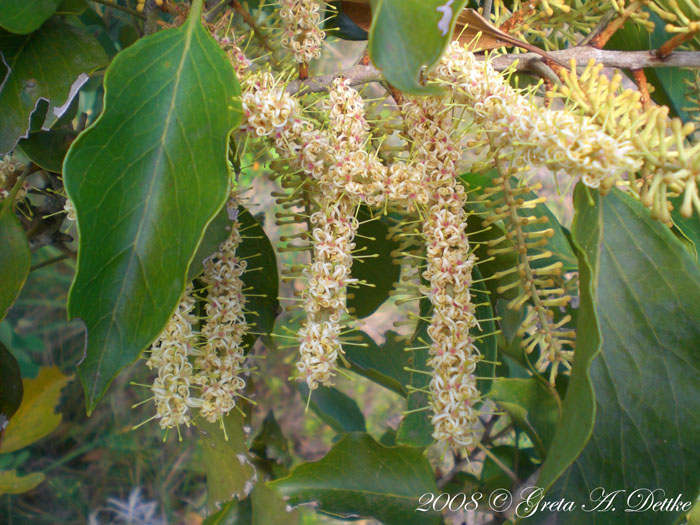 Roupala brasiliensis