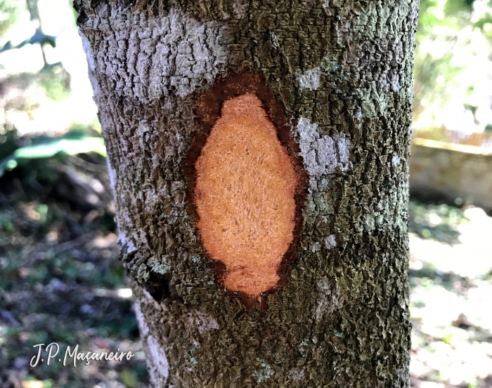 Roupala brasiliensis