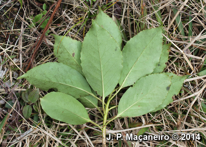 Roupala brasiliensis