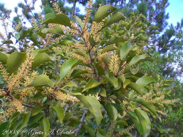 Roupala brasiliensis