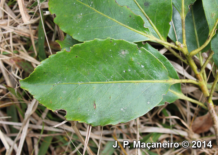 Roupala brasiliensis