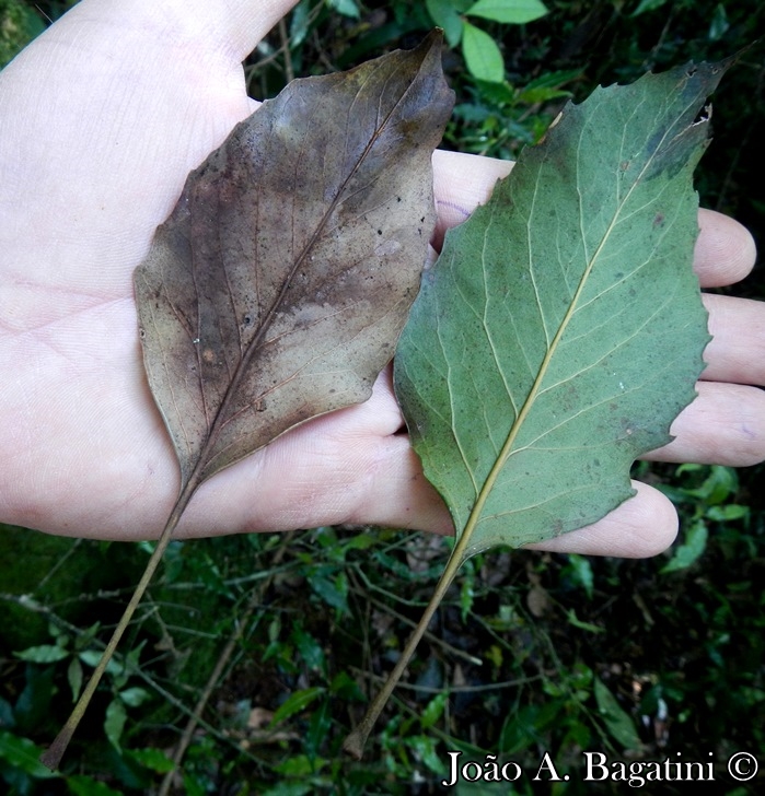 Roupala brasiliensis