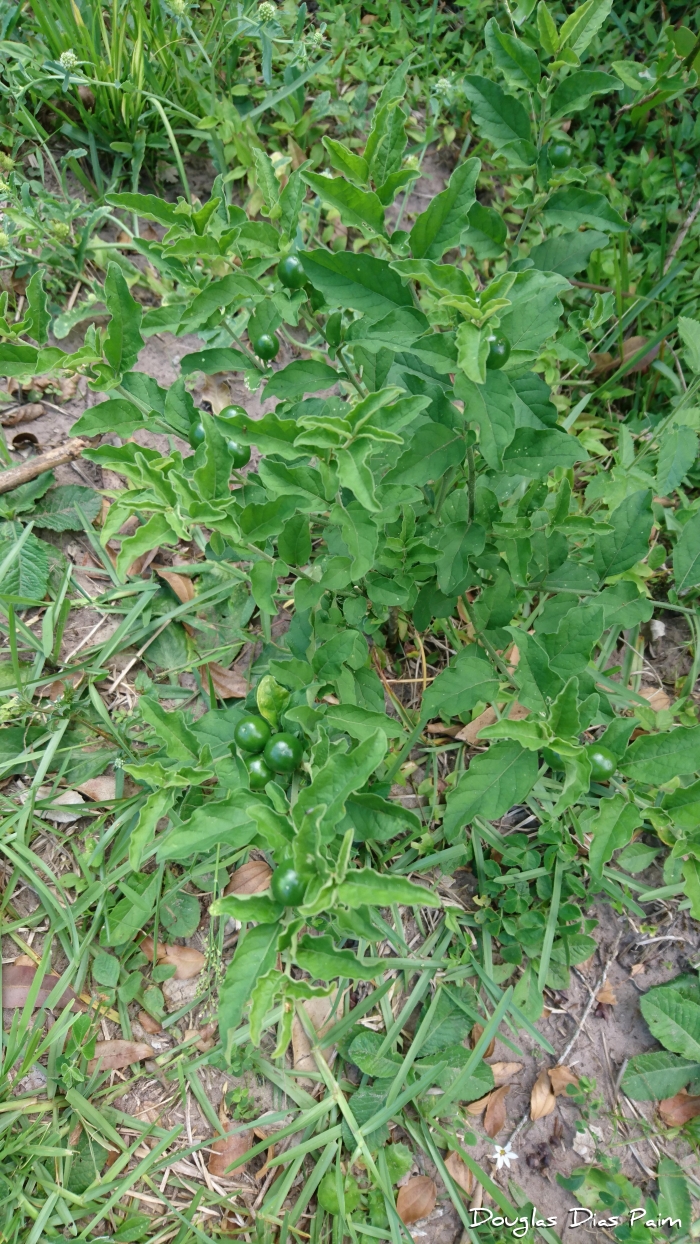 Solanum pseudoquina