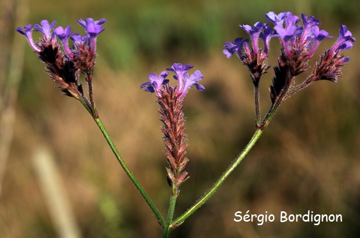 Verbena intermedia