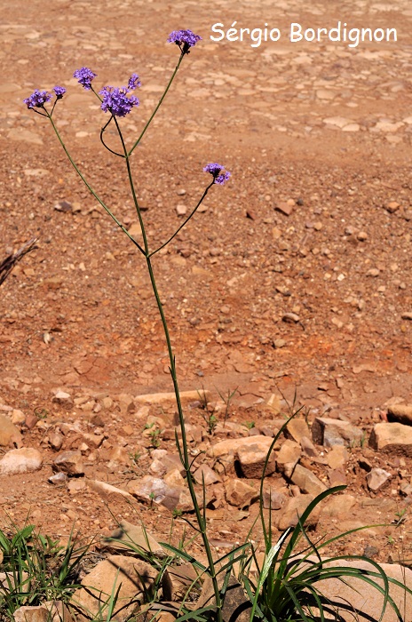 Verbena intermedia