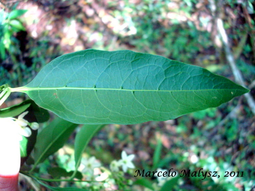 Solanum pseudoquina