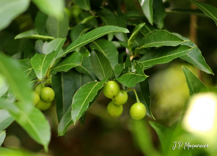 Solanum pseudoquina