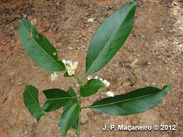 Solanum pseudoquina