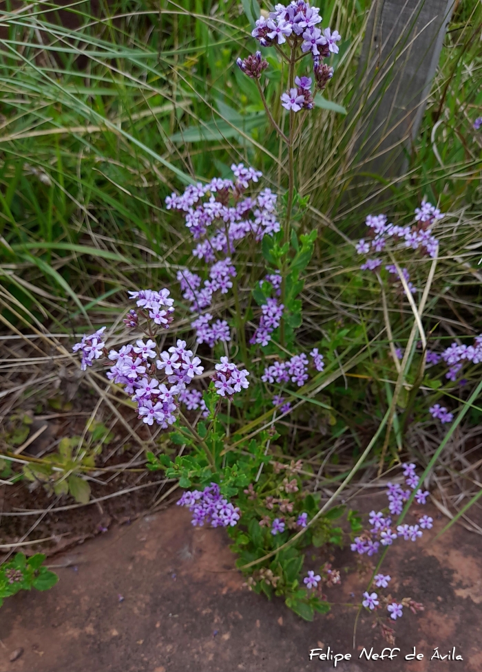 Verbena hirta