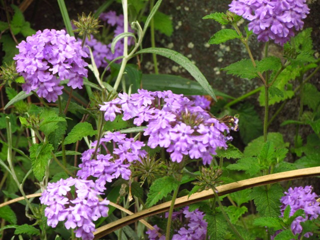 Verbena hirta