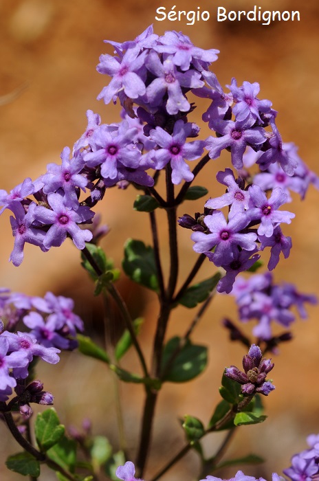 Verbena hirta