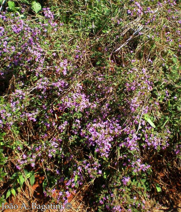 Verbena hirta