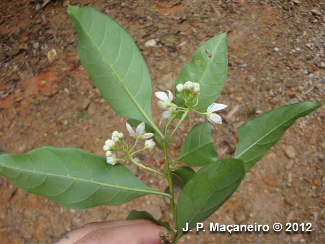 Solanum pseudoquina