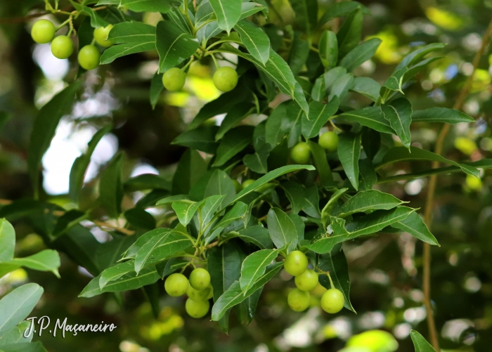 Solanum pseudoquina