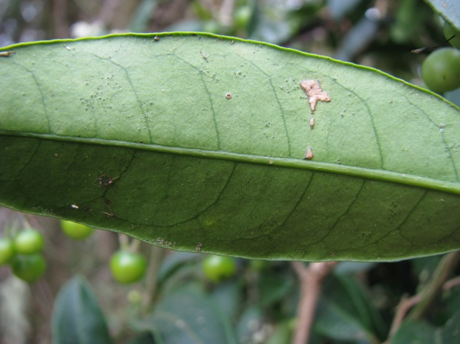 Solanum pseudoquina