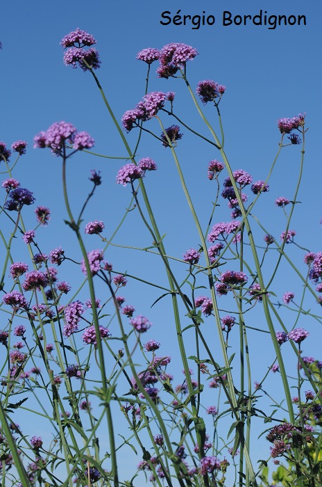 Verbena bonariensis