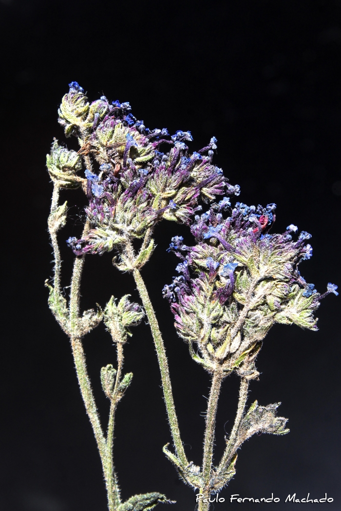 Verbena bonariensis