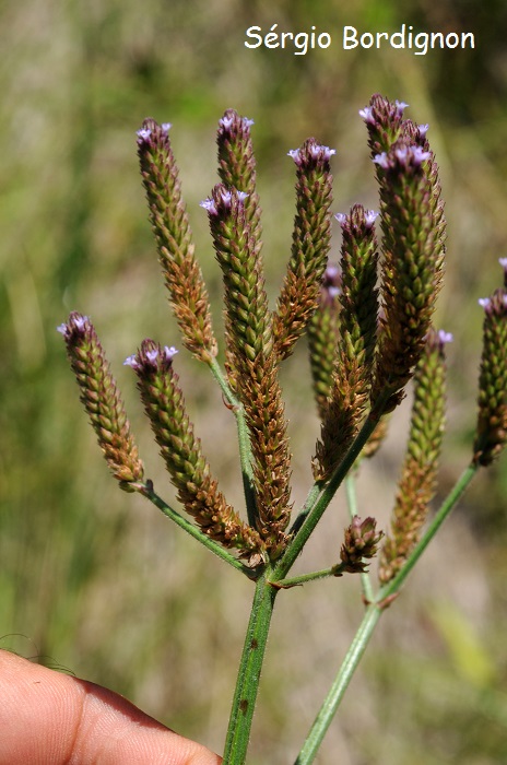 Verbena bonariensis