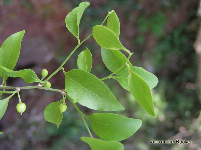 Schaefferia argentinensis