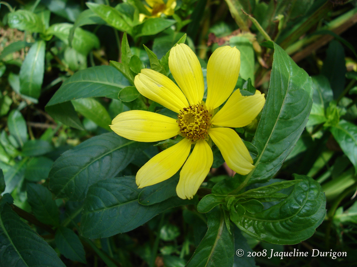 Bidens laevis