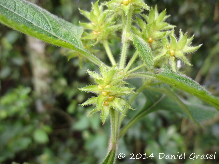 Lippia lippioides