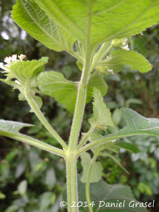 Lippia lippioides