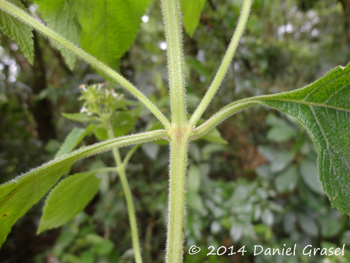 Lippia lippioides