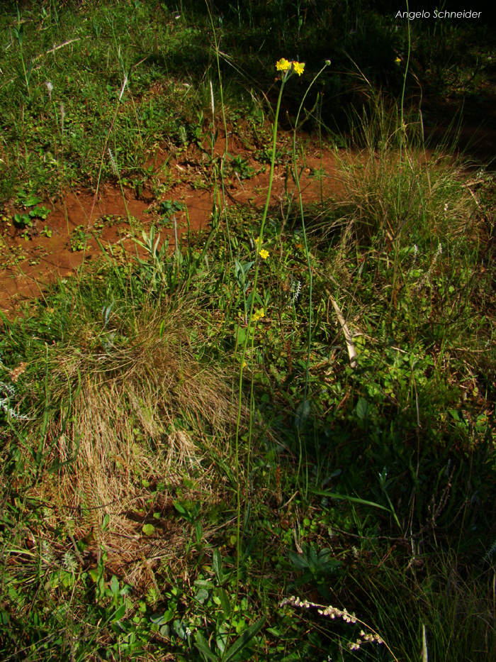 Lippia hieraciifolia