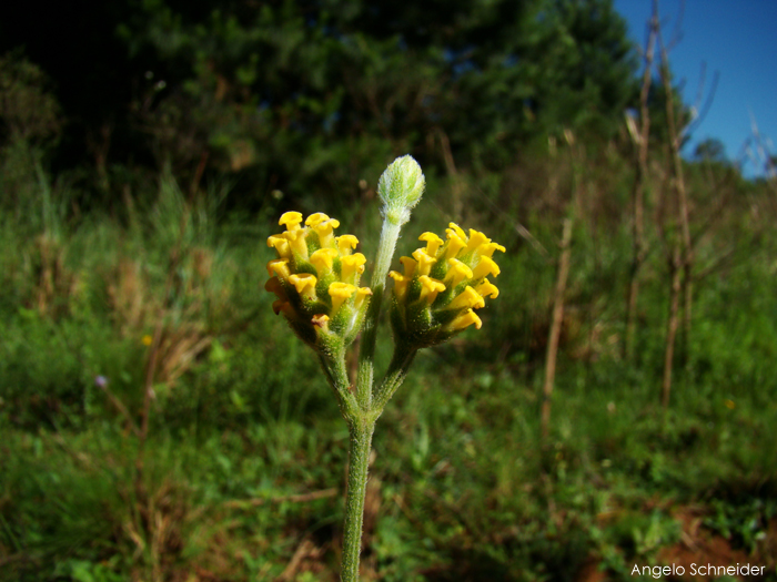 Lippia hieraciifolia