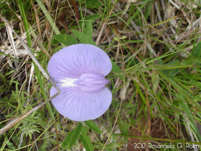 Centrosema virginianum