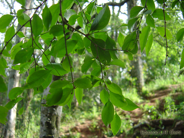 Schaefferia argentinensis