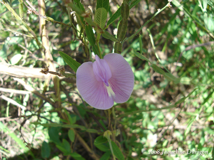 Centrosema virginianum