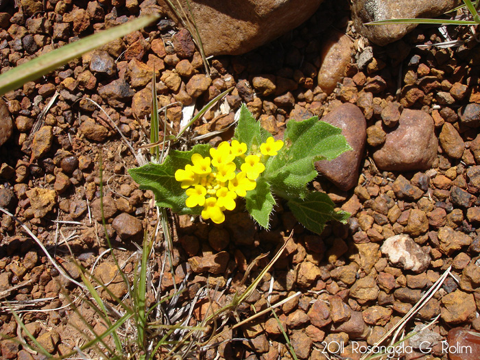 Lippia coarctata