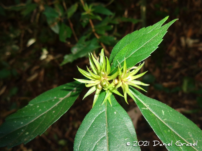 Lippia brasiliensis