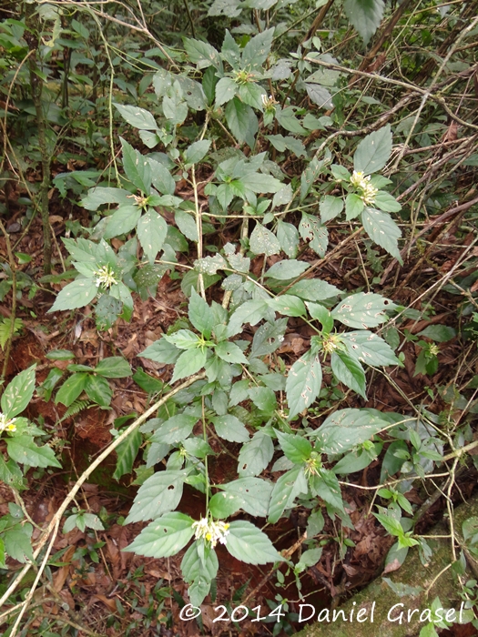 Lippia brasiliensis