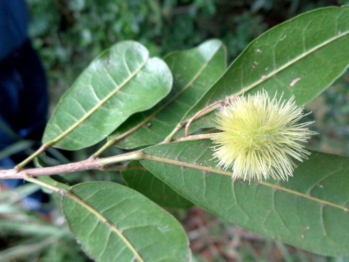 Sloanea monosperma