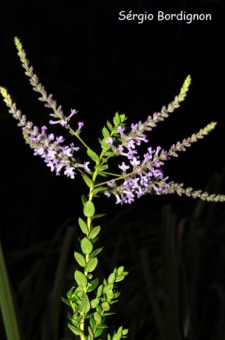 Aloysia polygalifolia