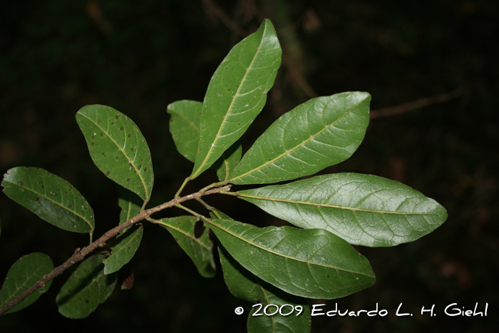 Sloanea monosperma