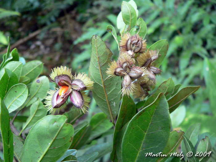 Sloanea monosperma