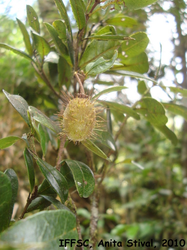 Sloanea monosperma