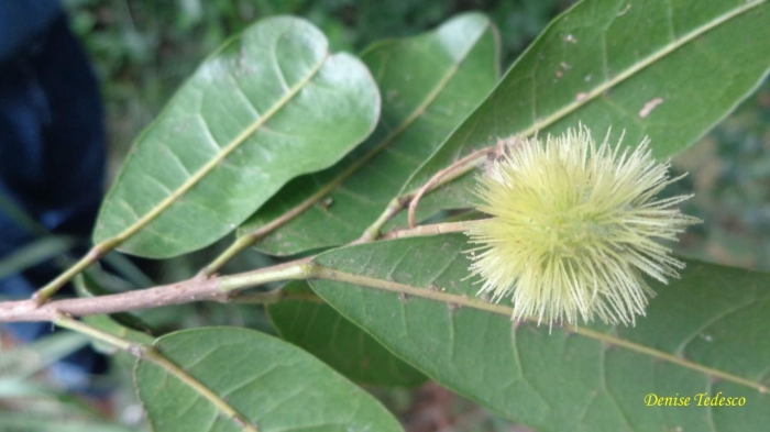 Sloanea monosperma