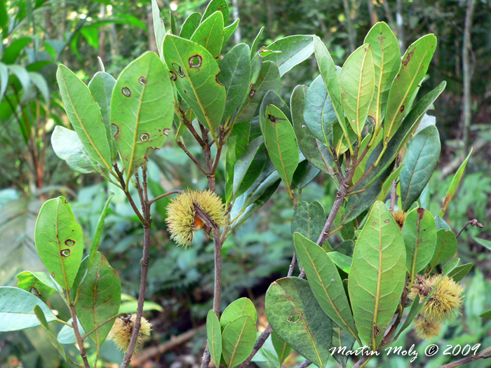 Sloanea monosperma