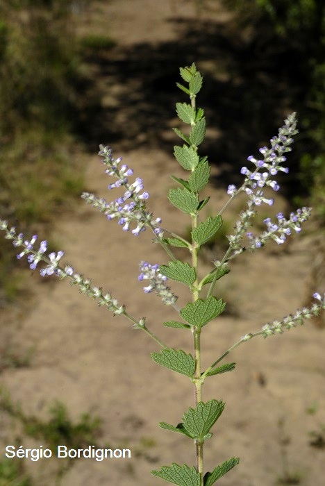 Aloysia chamaedryfolia