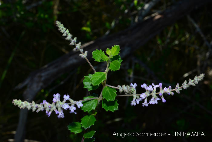 Aloysia chamaedryfolia