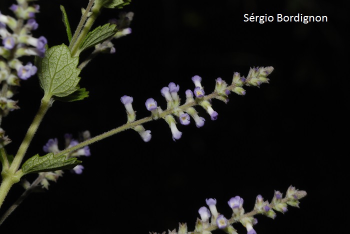 Aloysia chamaedryfolia