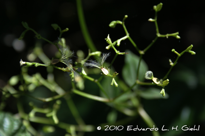 Valeriana scandens