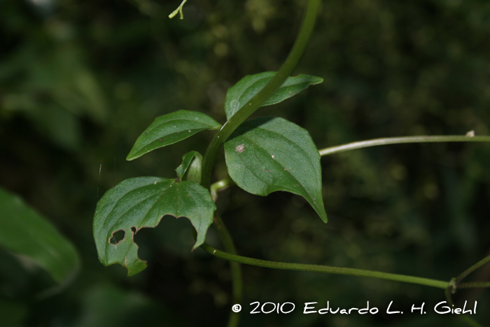 Valeriana scandens