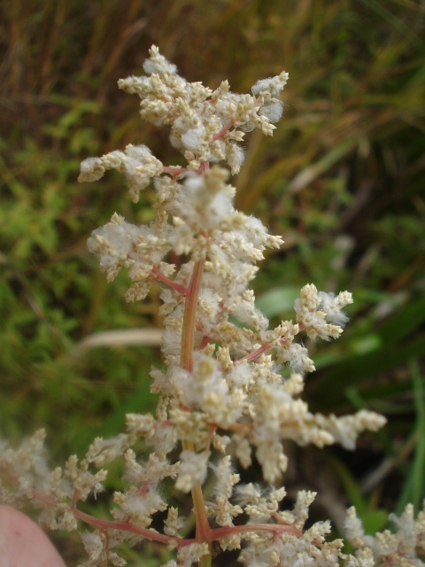 Valeriana salicariifolia