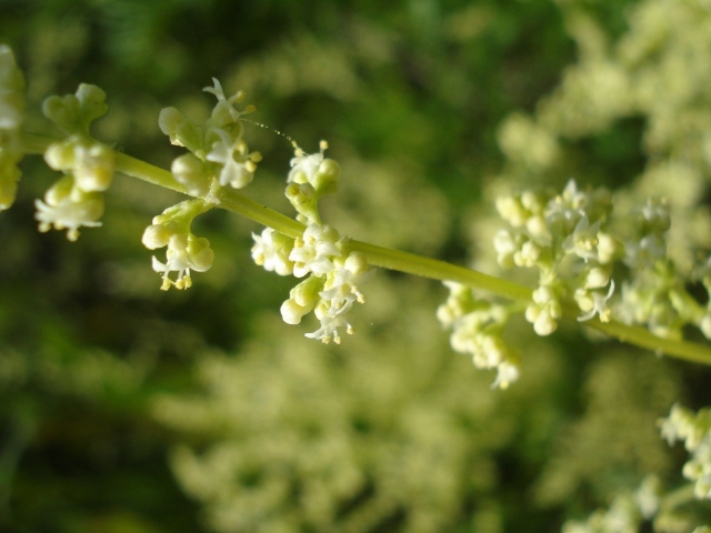 Valeriana salicariifolia