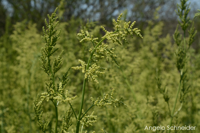 Valeriana polystachya